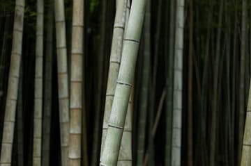 Tall bamboo stalks in Arashiyama