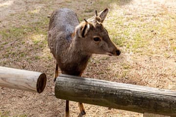 A deer at a wooden fence in Nara
